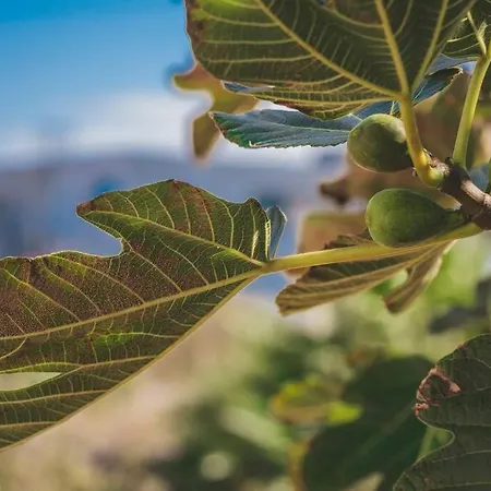 Slowing - Ancora بورتو سانتو