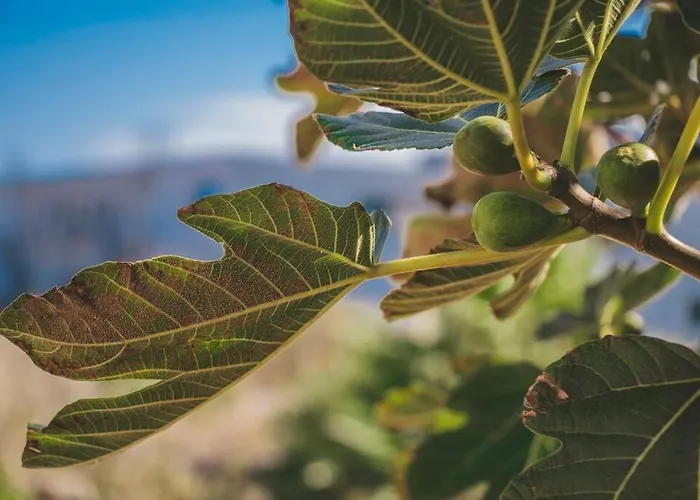 Slowing - Ancora Porto Santo